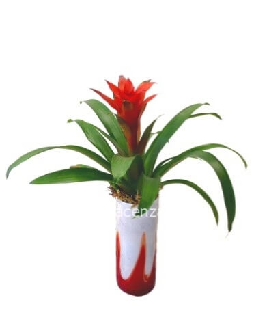 Pianta di guzmania.