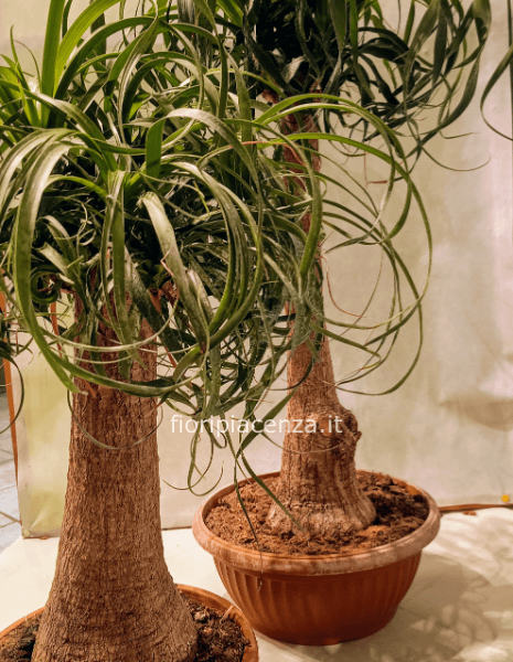 Pianta beucarnea con cesto alt. cm. 50