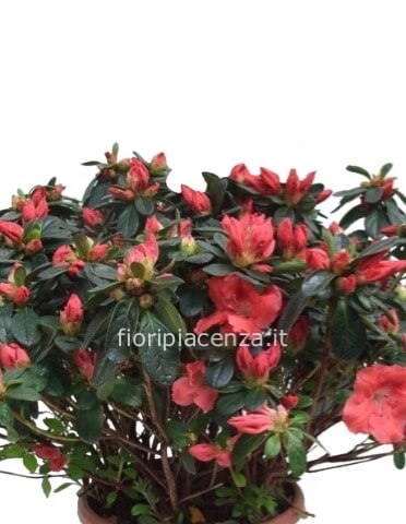 Pianta di azalea confezionata con stoffa e nastro