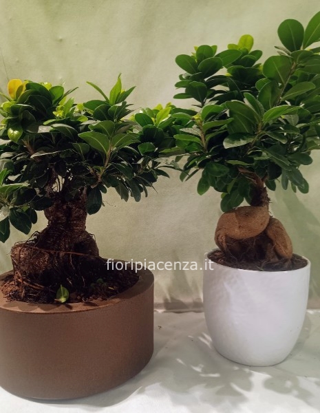 Pianta di bonsai,