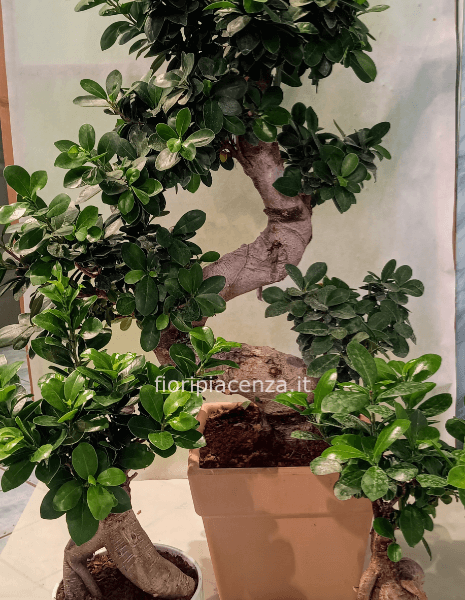 Pianta di ficus bonsai mis. 2 