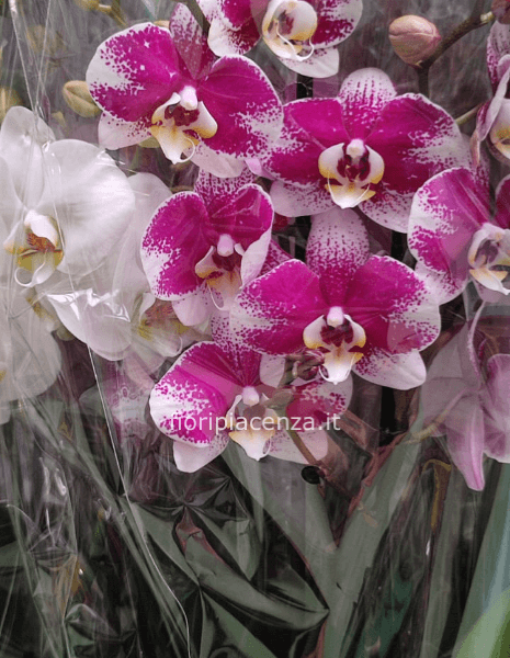 Pianta di Phaleonopsis colorato