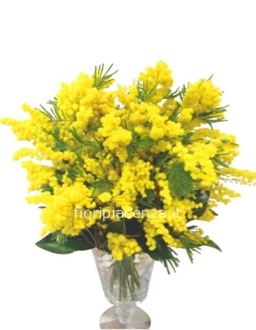 Bouquet di mimosa