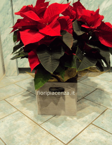 Pianta di stella di Natale v. 16 con coprivaso in vimini