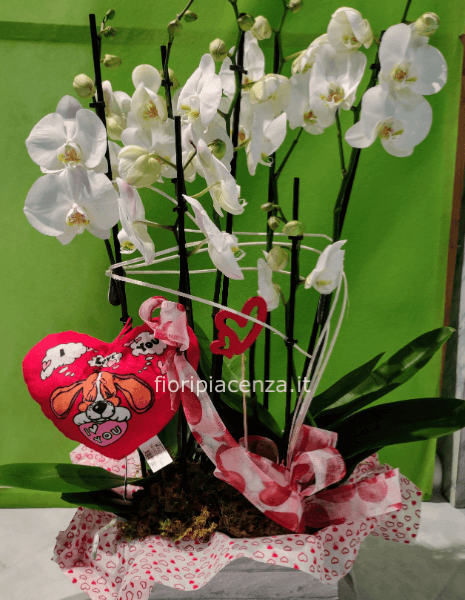 Cassetta con Phaleonopsis ed addobbi