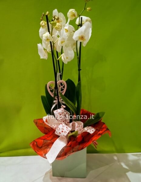 Pianta di Orchidea San Valentino