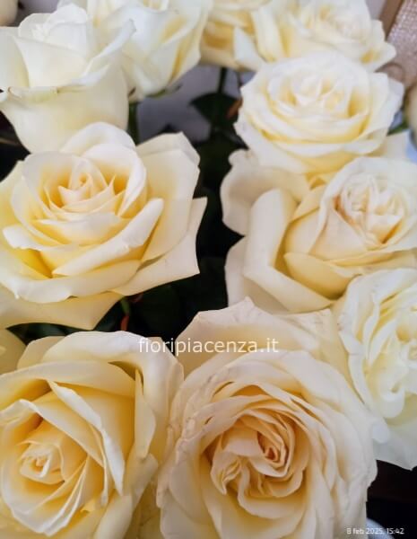 Rose bianche